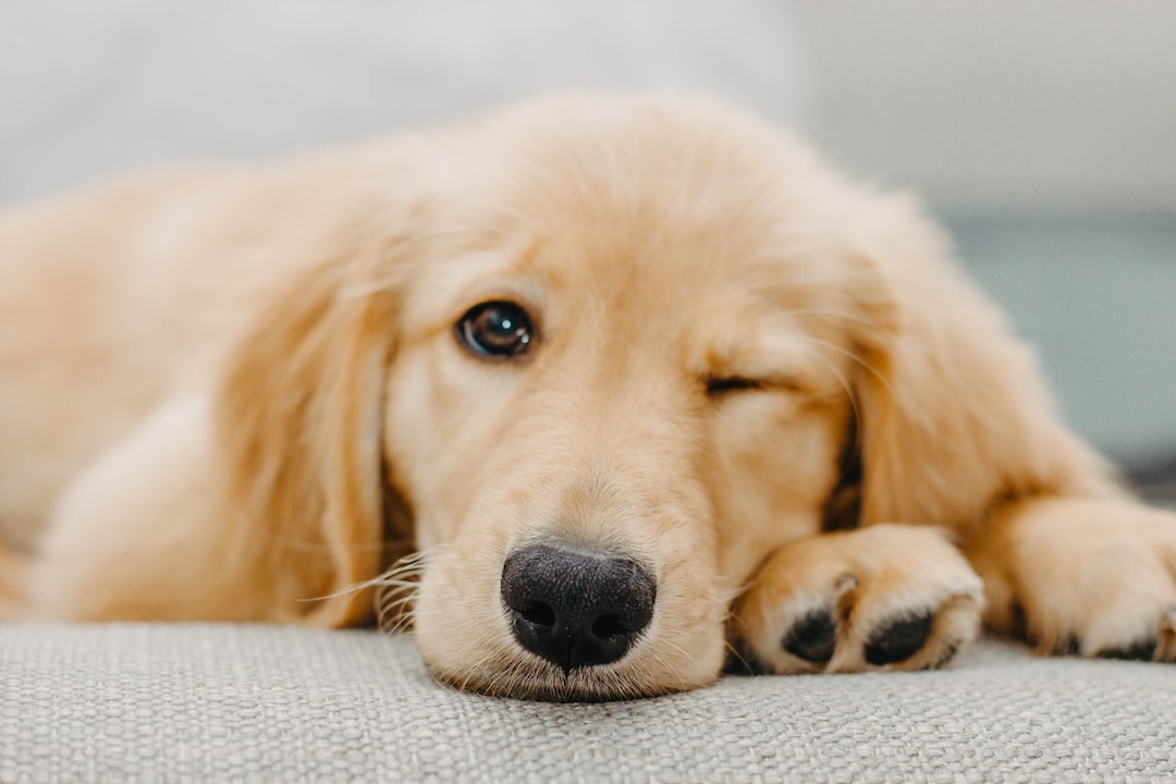 Pros and Cons of Allowing Pets in Your Miami, FL Rental Property